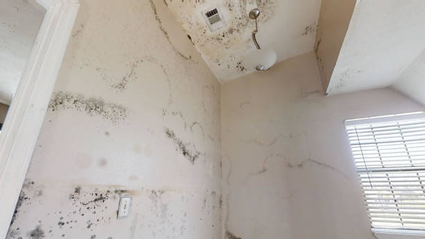Portola Valley, CA Mold Removal Company