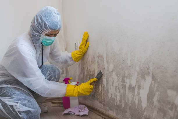 Best Black Mold Removal  in Portola Valley, CA