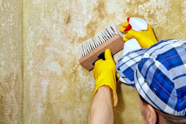 Best Environmental Consulting for Mold Prevention  in Portola Valley, CA