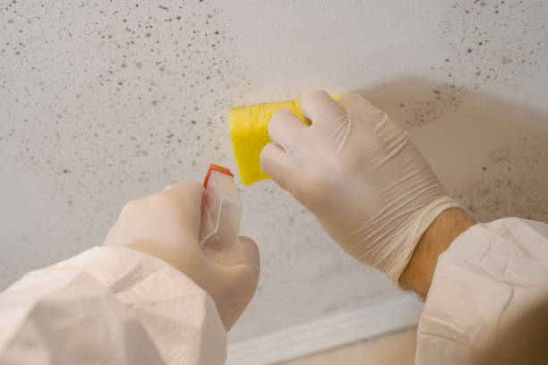 Best Comprehensive Air Testing for Mold Contaminants  in Portola Valley, CA
