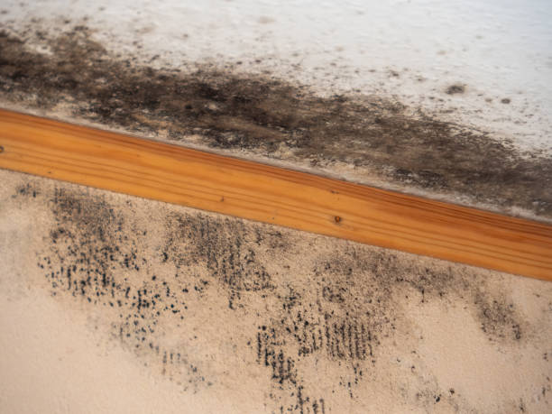 Best Post-Construction Mold Inspection  in Portola Valley, CA