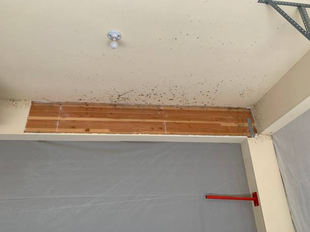 Best Airborne Mold Testing  in Portola Valley, CA