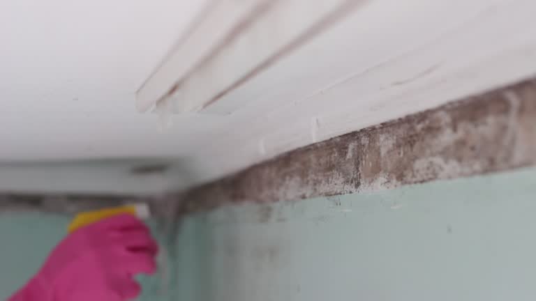 Best Biohazard Mold Removal  in Portola Valley, CA